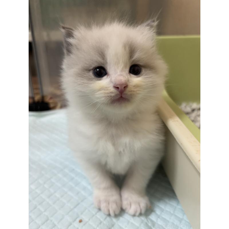 販売中の兵庫県のラグドール-131604の2枚目