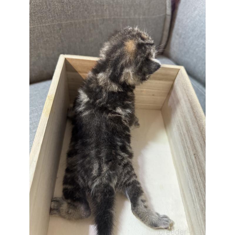 販売中の福岡県のアメリカンショートヘア-131606の2枚目