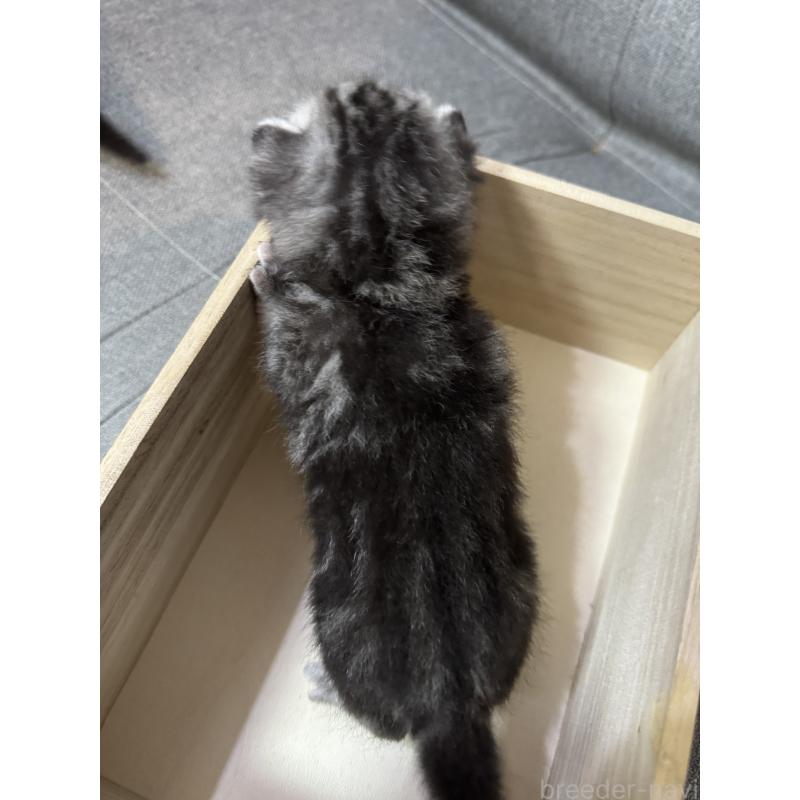 販売中の福岡県のアメリカンショートヘア-131607の2枚目