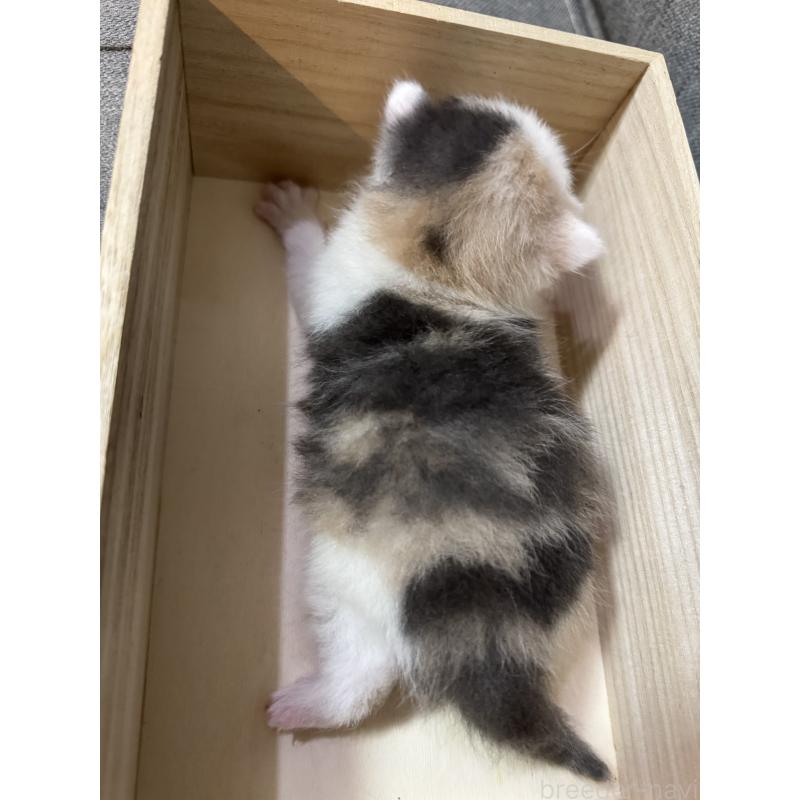 販売中の福岡県のスコティッシュフォールド-131609の2枚目