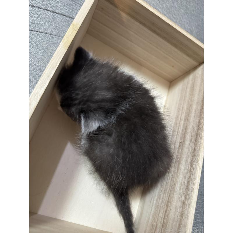 販売中の福岡県のスコティッシュフォールド-131610の2枚目