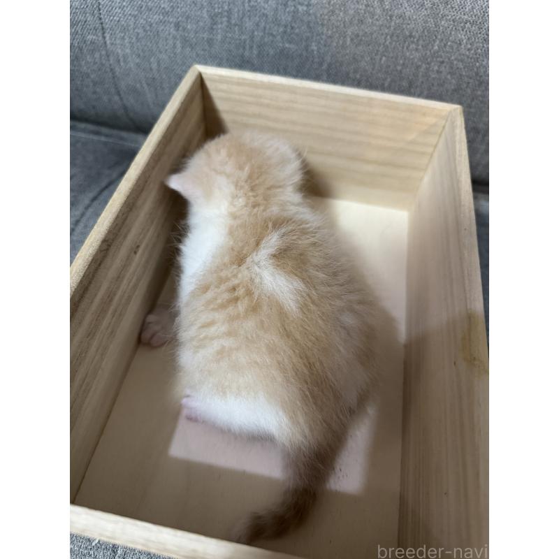 販売中の福岡県のスコティッシュフォールド-131611の2枚目