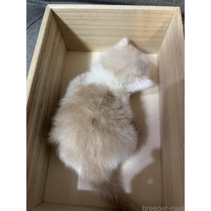 販売中の福岡県のスコティッシュフォールド-131612の2枚目