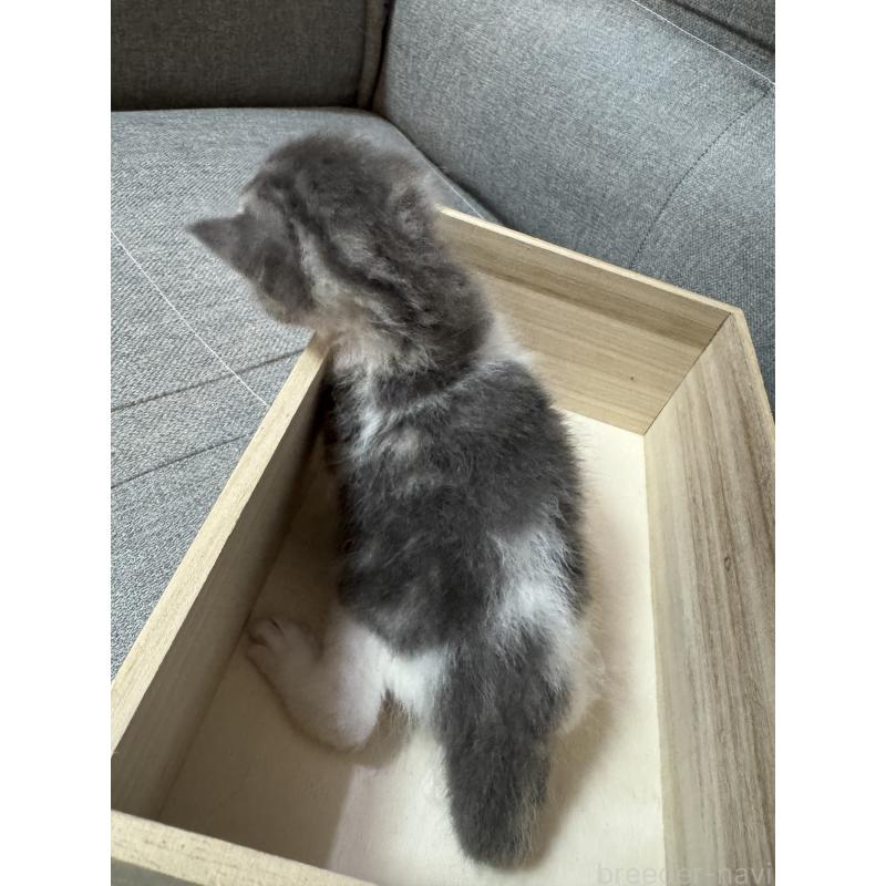 販売中の福岡県のスコティッシュフォールド-131614の2枚目