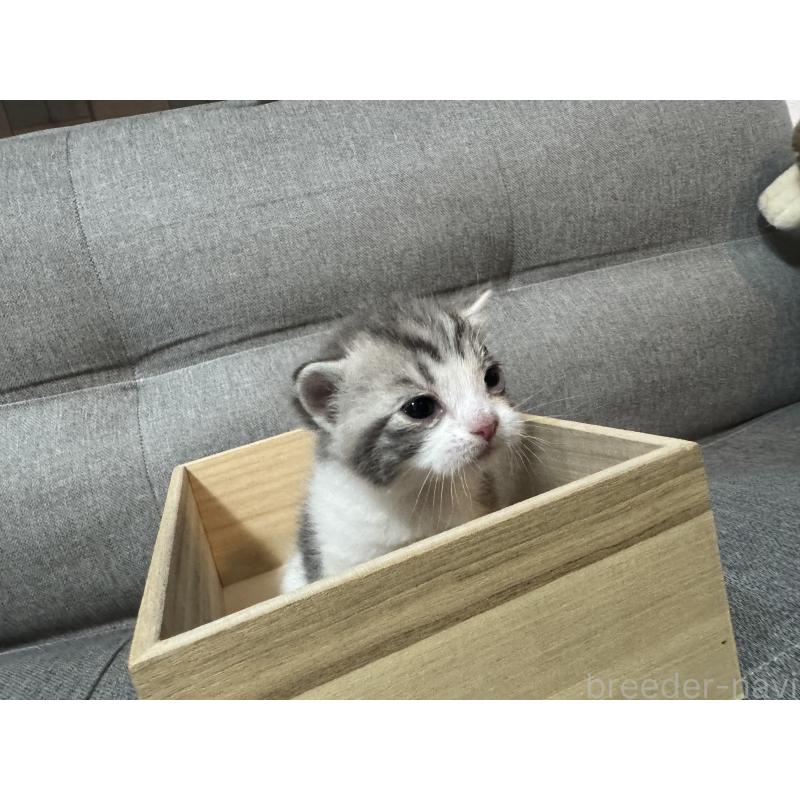 販売中の福岡県のスコティッシュフォールド-131614の1枚目