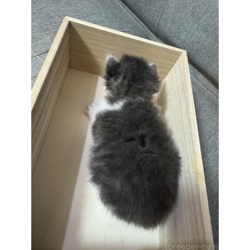 販売中の福岡県のスコティッシュフォールド-131615の2枚目