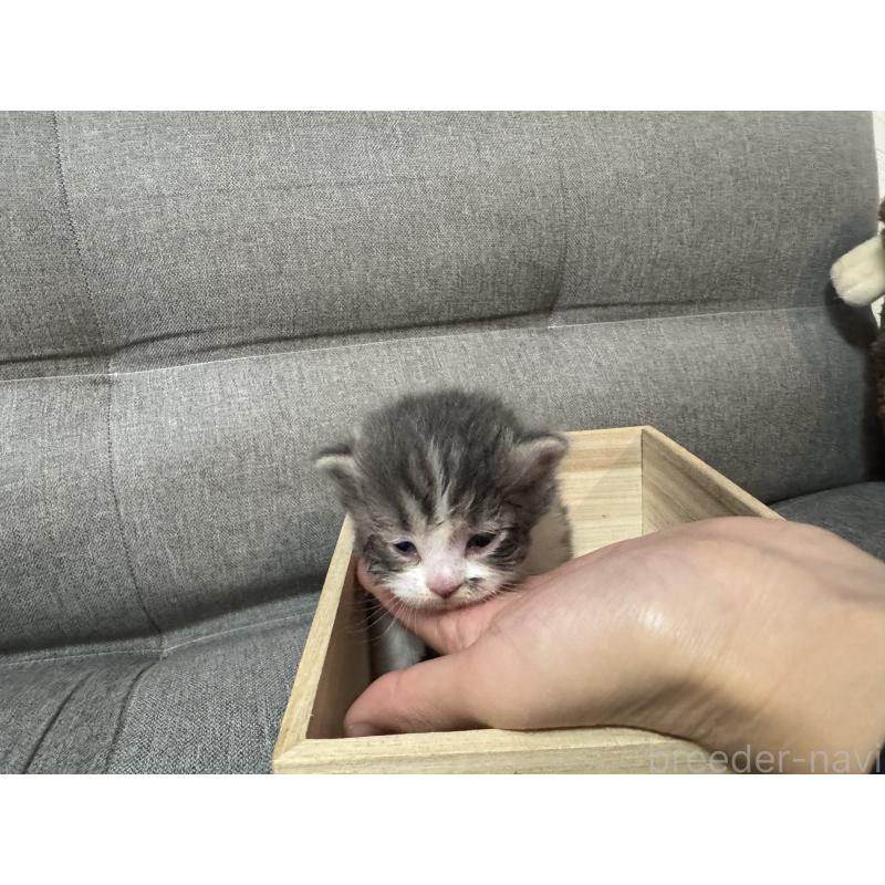 販売中の福岡県のスコティッシュフォールド-131615