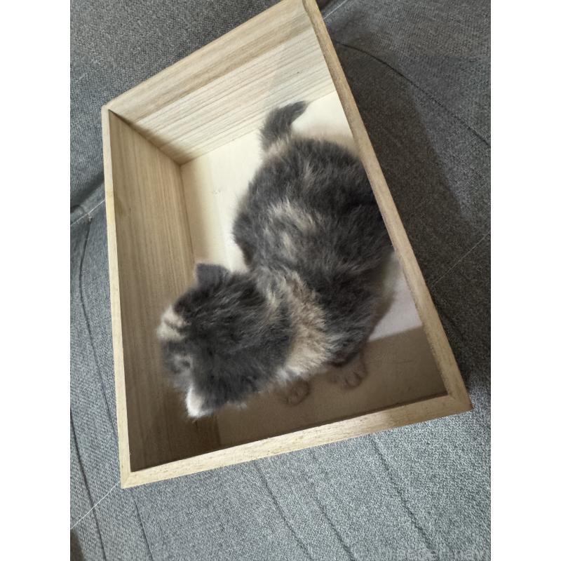 販売中の福岡県のスコティッシュフォールド-131617の2枚目