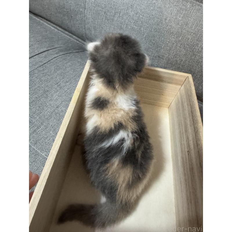 販売中の福岡県のスコティッシュフォールド-131618の2枚目