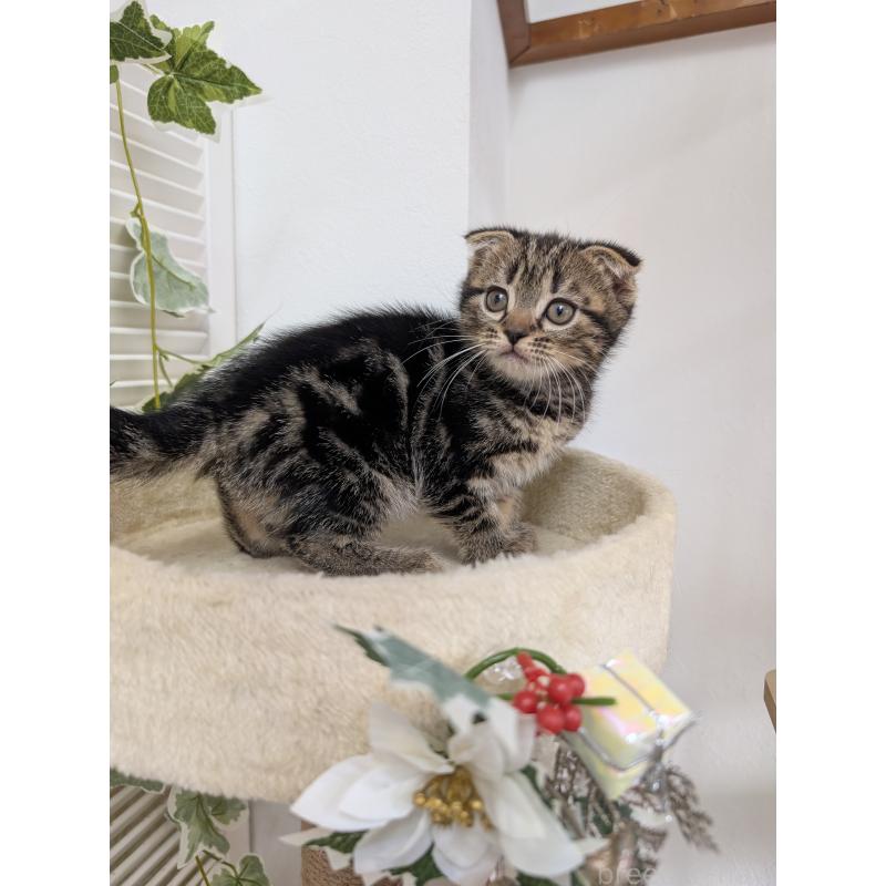 販売中の大阪府のスコティッシュフォールド(折れ耳)-130434の3枚目