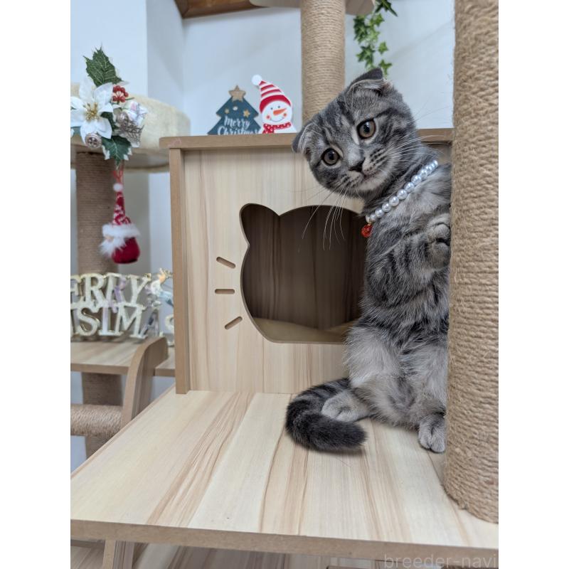 販売中の大阪府のスコティッシュフォールド(折れ耳)-127158の5枚目