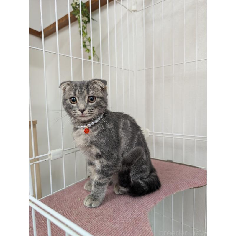 販売中の大阪府のスコティッシュフォールド(折れ耳)-127158の4枚目