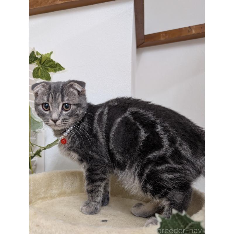販売中の大阪府のスコティッシュフォールド(折れ耳)-127158の4枚目
