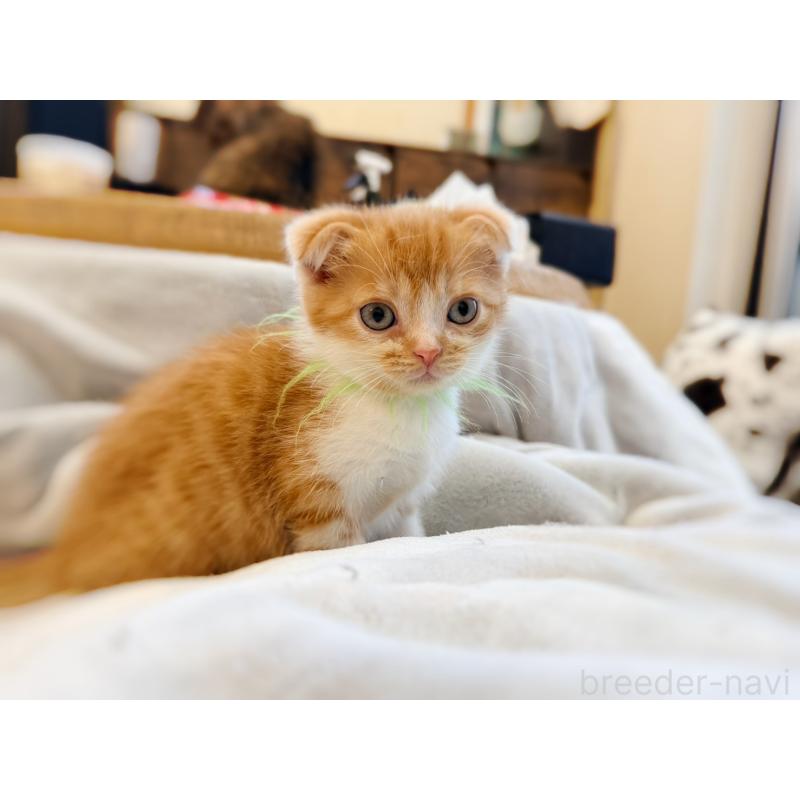 販売中の徳島県のスコティッシュフォールド(折れ耳)-131671の27枚目