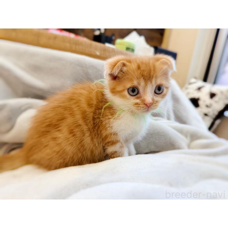 販売中の徳島県のスコティッシュフォールド(折れ耳)-131671の26枚目