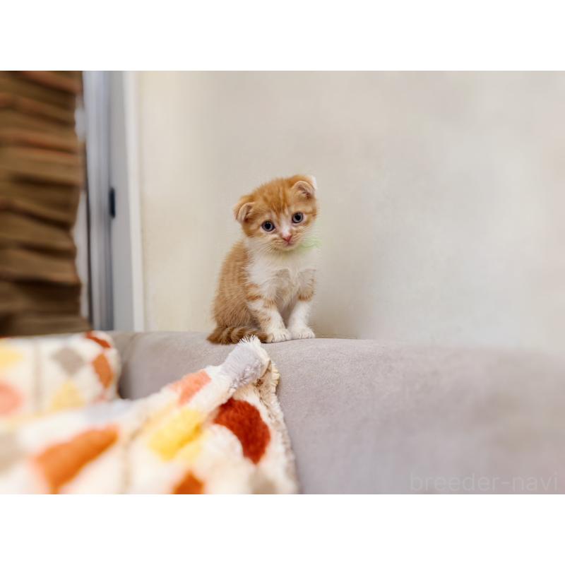 販売中の徳島県のスコティッシュフォールド(折れ耳)-131671の25枚目