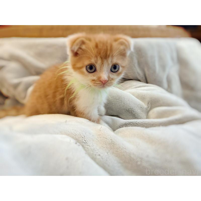 販売中の徳島県のスコティッシュフォールド(折れ耳)-131671の24枚目