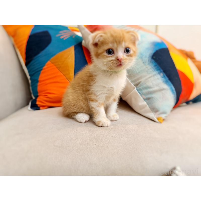 販売中の徳島県のスコティッシュフォールド(折れ耳)-131671の23枚目