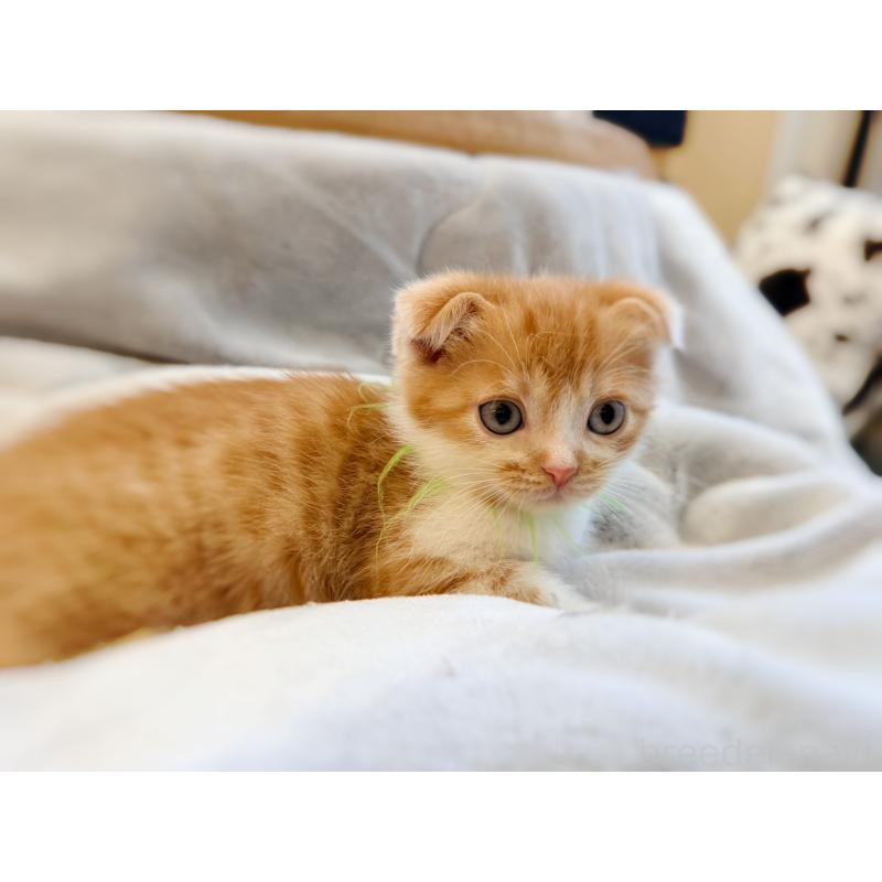 販売中の徳島県のスコティッシュフォールド(折れ耳)-131671の22枚目