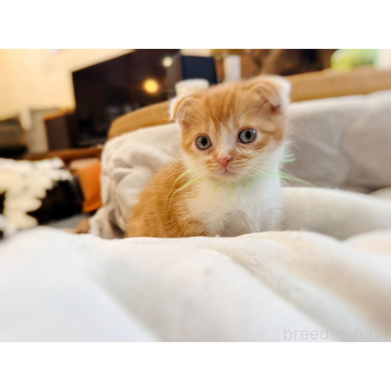 販売中の徳島県のスコティッシュフォールド(折れ耳)-131671の21枚目