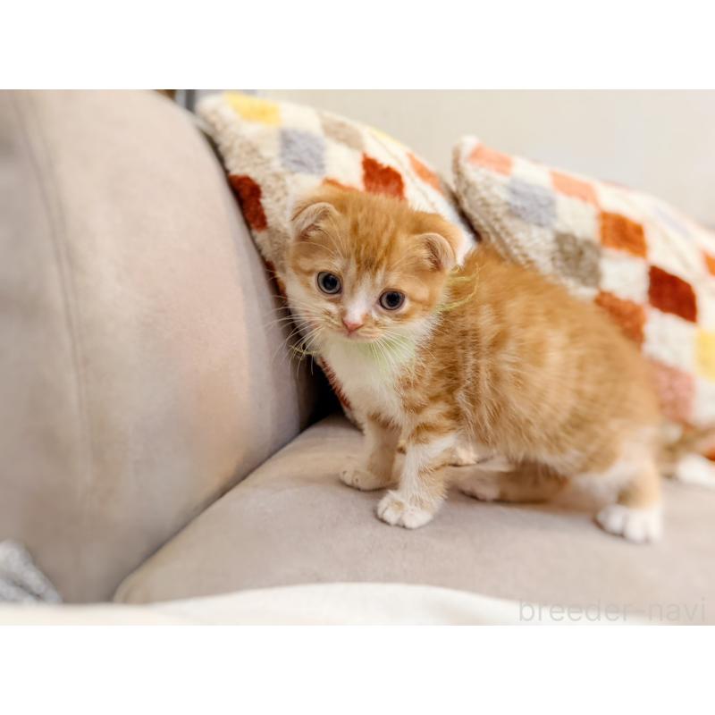 販売中の徳島県のスコティッシュフォールド(折れ耳)-131671の20枚目