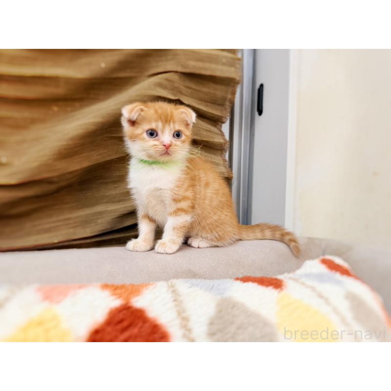 販売中の徳島県のスコティッシュフォールド(折れ耳)-131671の19枚目