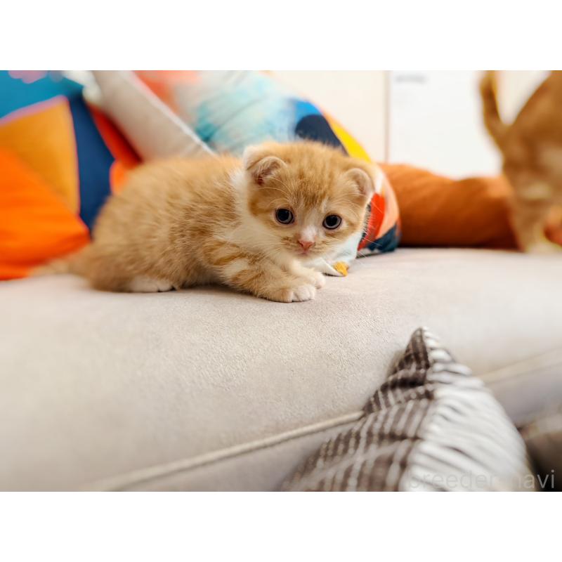 販売中の徳島県のスコティッシュフォールド(折れ耳)-131671の17枚目