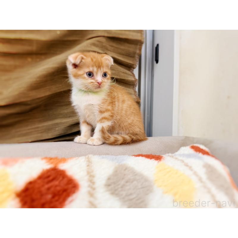 販売中の徳島県のスコティッシュフォールド(折れ耳)-131671の15枚目