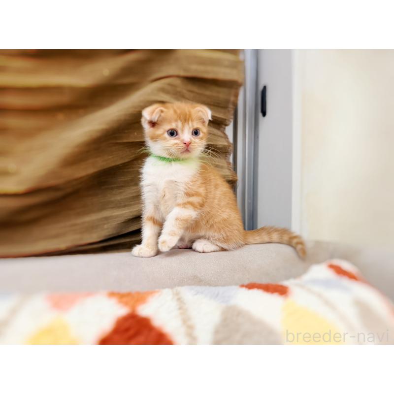 販売中の徳島県のスコティッシュフォールド(折れ耳)-131671の14枚目