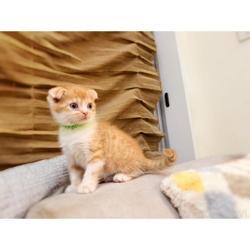 販売中の徳島県のスコティッシュフォールド(折れ耳)-131671の13枚目