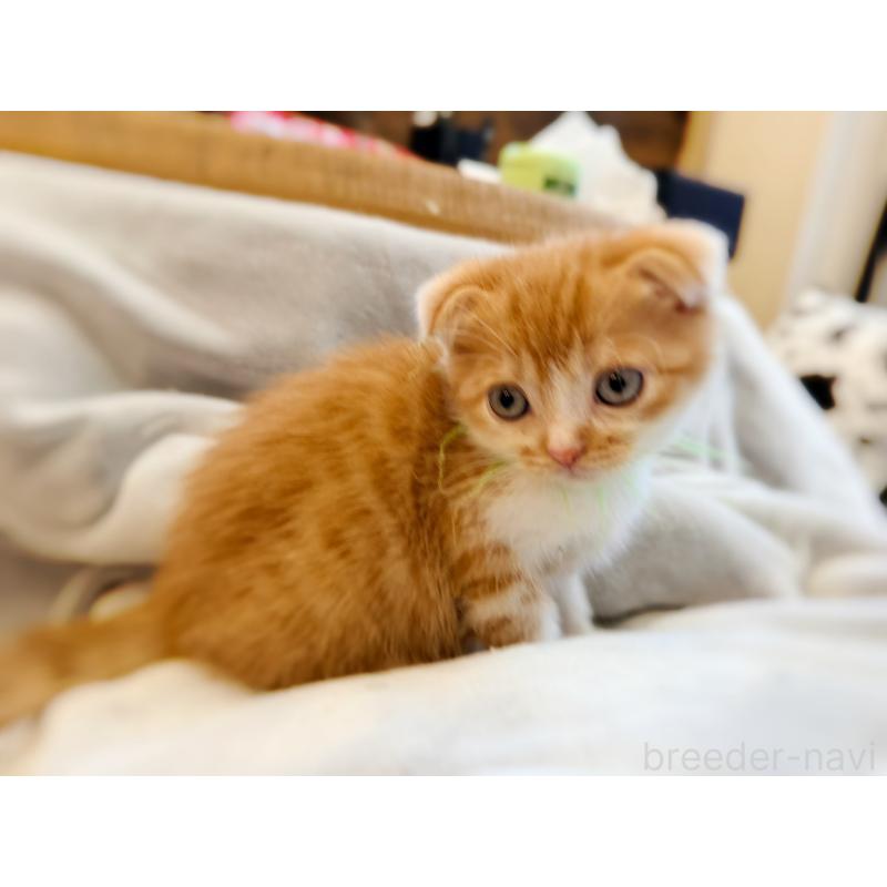 販売中の徳島県のスコティッシュフォールド(折れ耳)-131671の12枚目