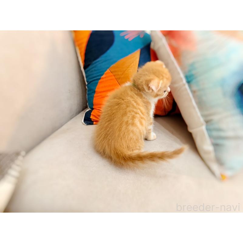 販売中の徳島県のスコティッシュフォールド(折れ耳)-131671の11枚目