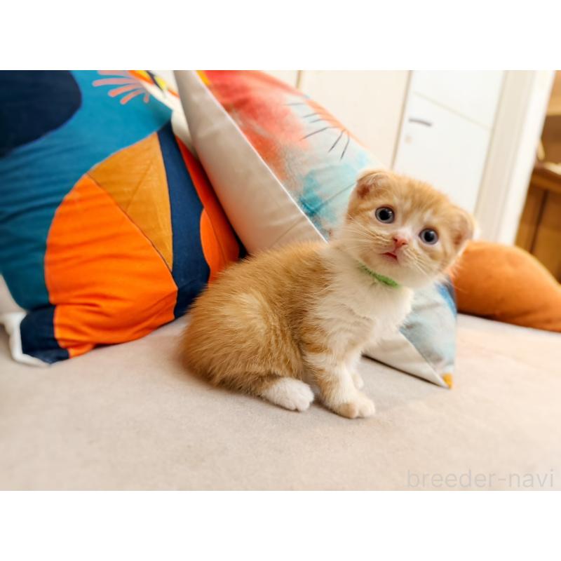 販売中の徳島県のスコティッシュフォールド(折れ耳)-131671の10枚目