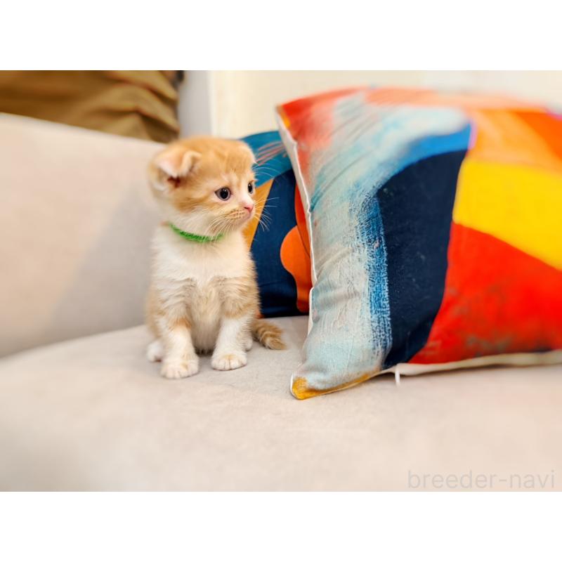 販売中の徳島県のスコティッシュフォールド(折れ耳)-131671の8枚目