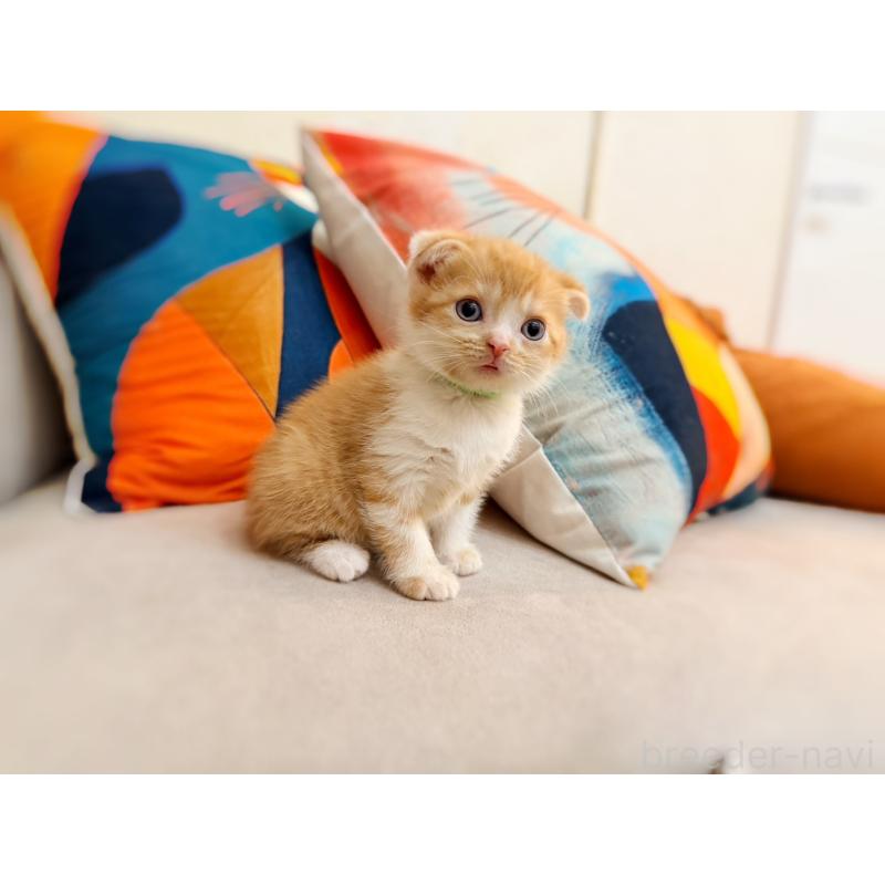 販売中の徳島県のスコティッシュフォールド(折れ耳)-131671の7枚目