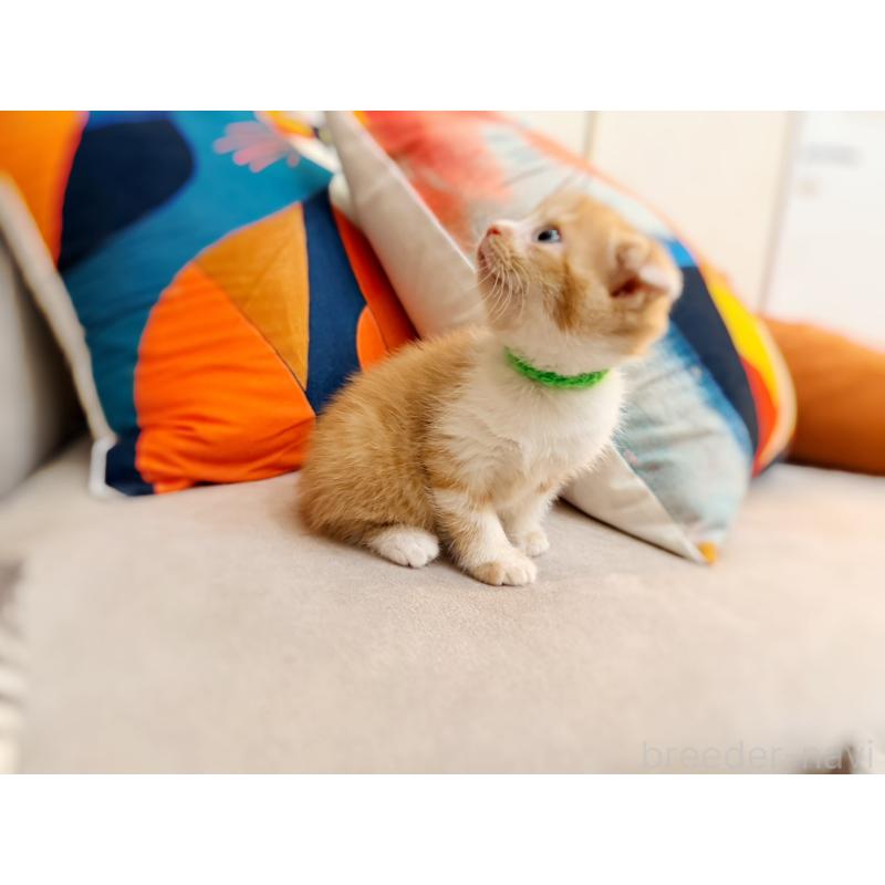 販売中の徳島県のスコティッシュフォールド(折れ耳)-131671の6枚目