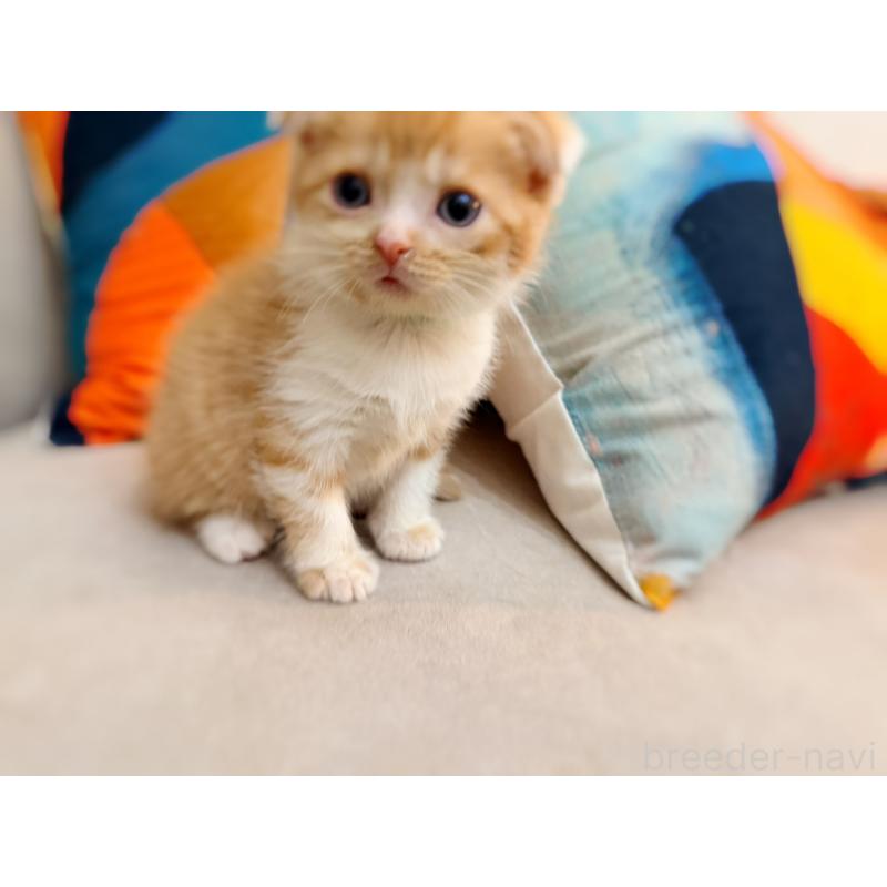 販売中の徳島県のスコティッシュフォールド(折れ耳)-131671の5枚目