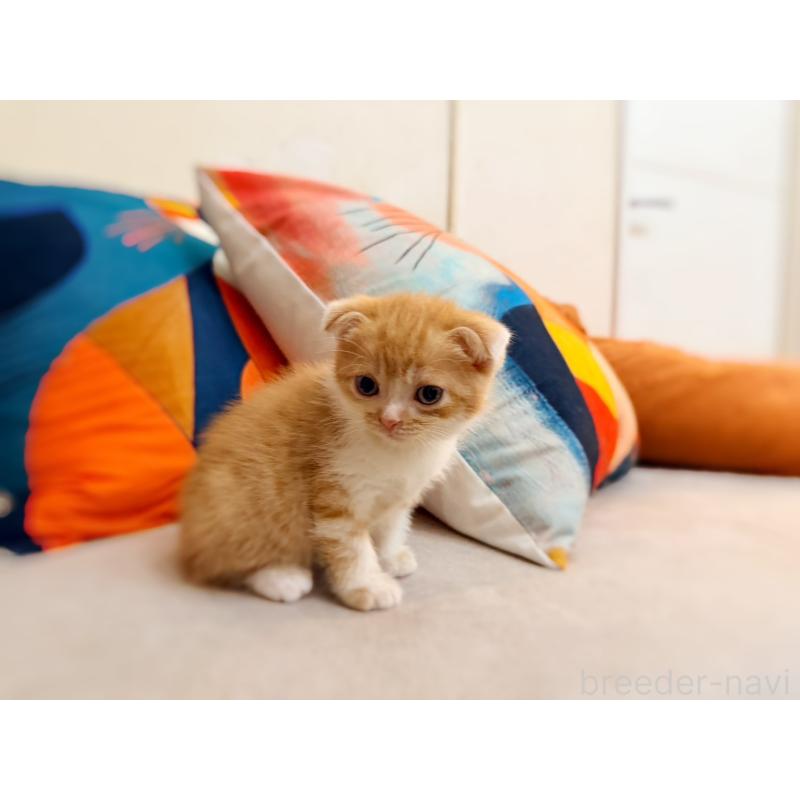 販売中の徳島県のスコティッシュフォールド(折れ耳)-131671の4枚目