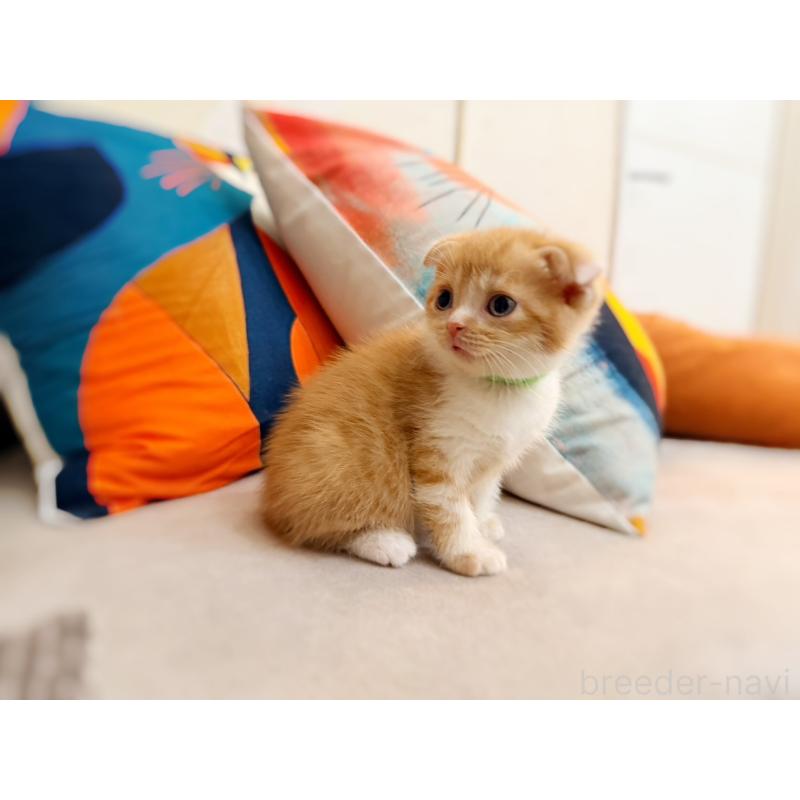 販売中の徳島県のスコティッシュフォールド(折れ耳)-131671の3枚目