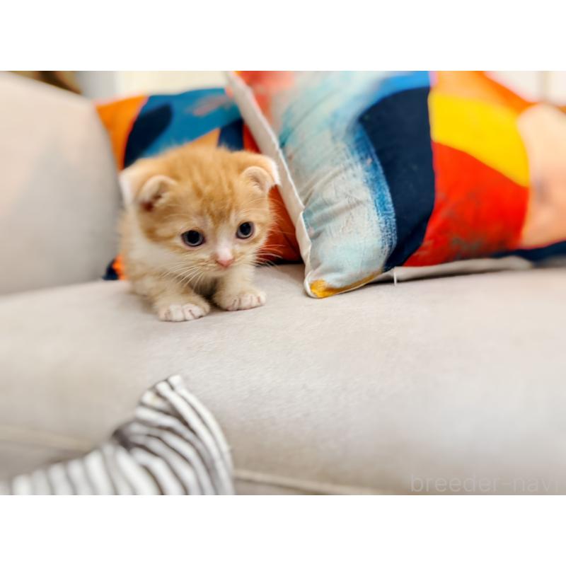 販売中の徳島県のスコティッシュフォールド(折れ耳)-131671の2枚目