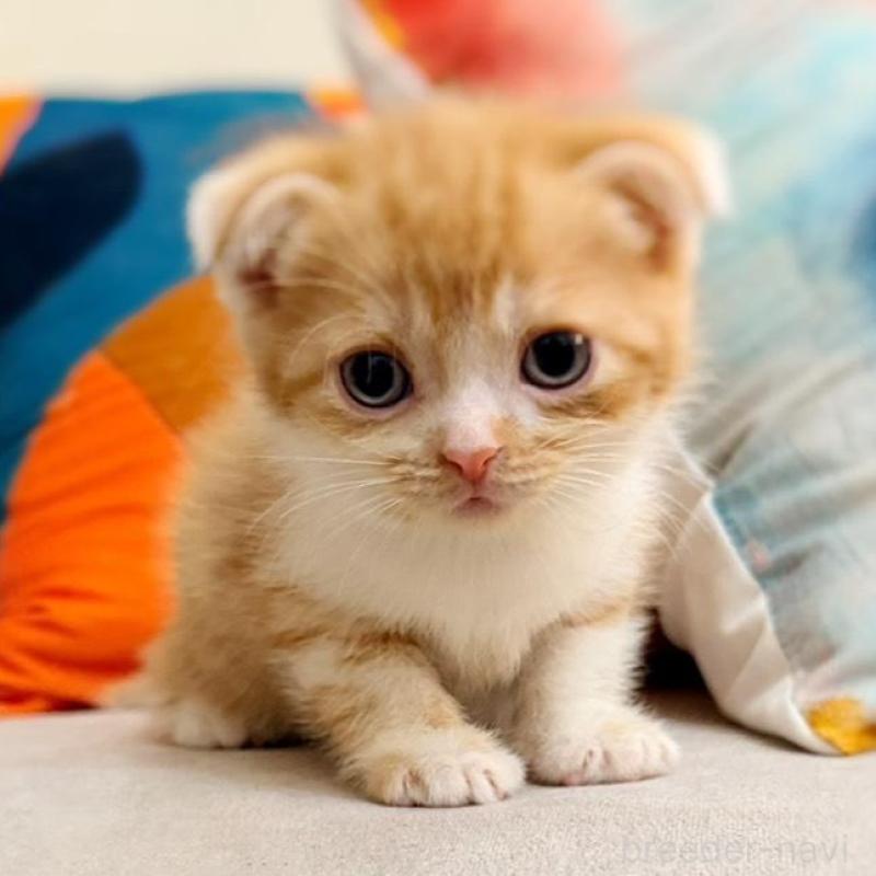 販売中の徳島県のスコティッシュフォールド(折れ耳)-131671の1枚目