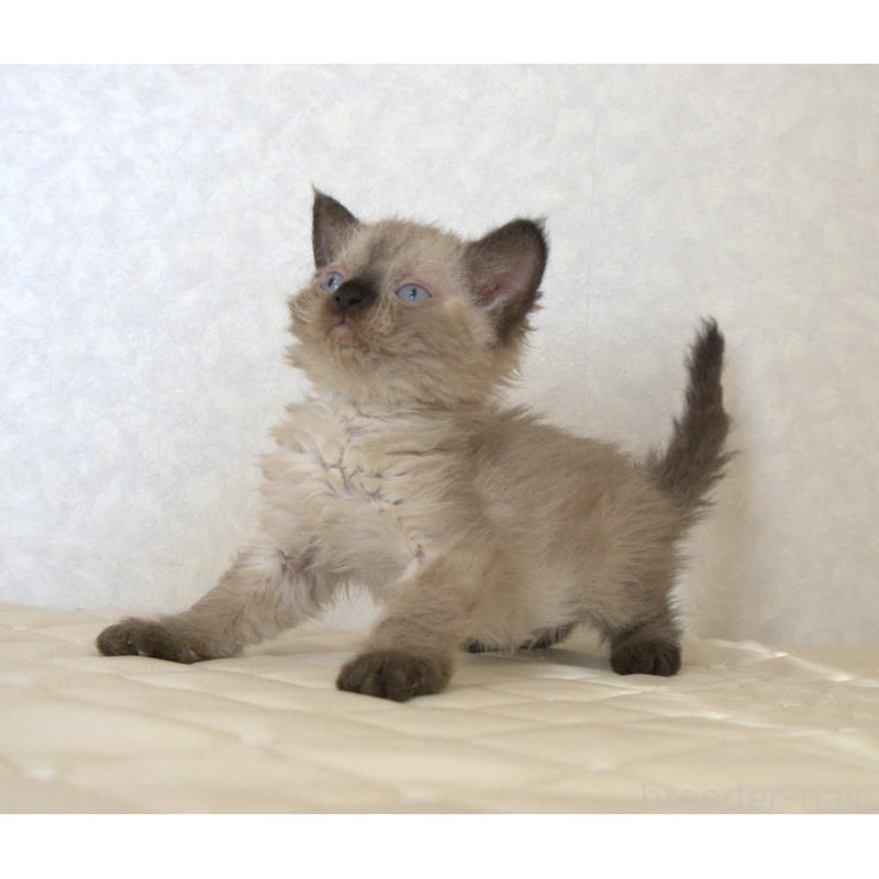 販売中の静岡県のセルカークレックス-129200の10枚目