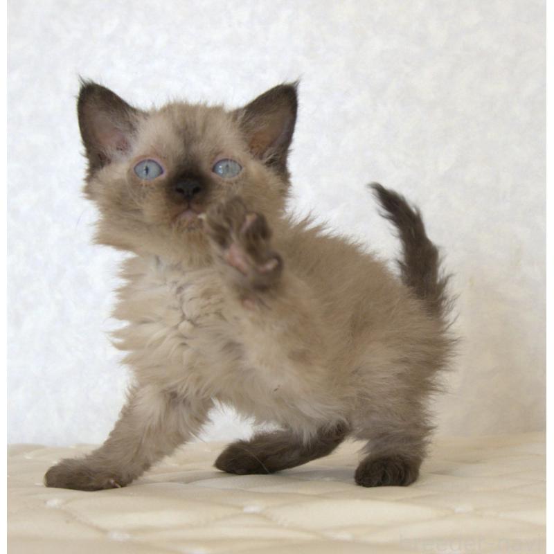 販売中の静岡県のセルカークレックス-129200の9枚目