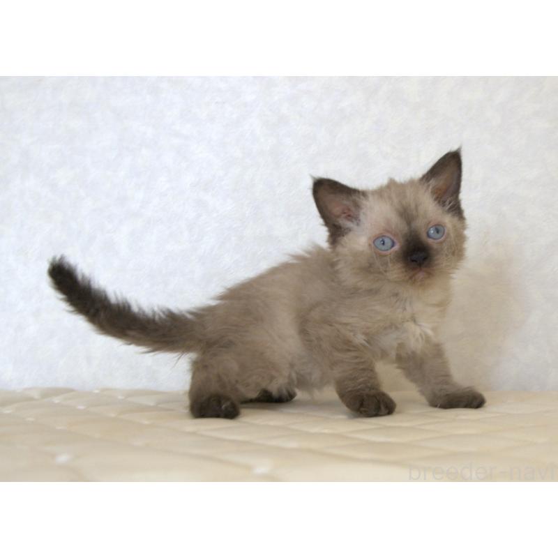 販売中の静岡県のセルカークレックス-129200の8枚目