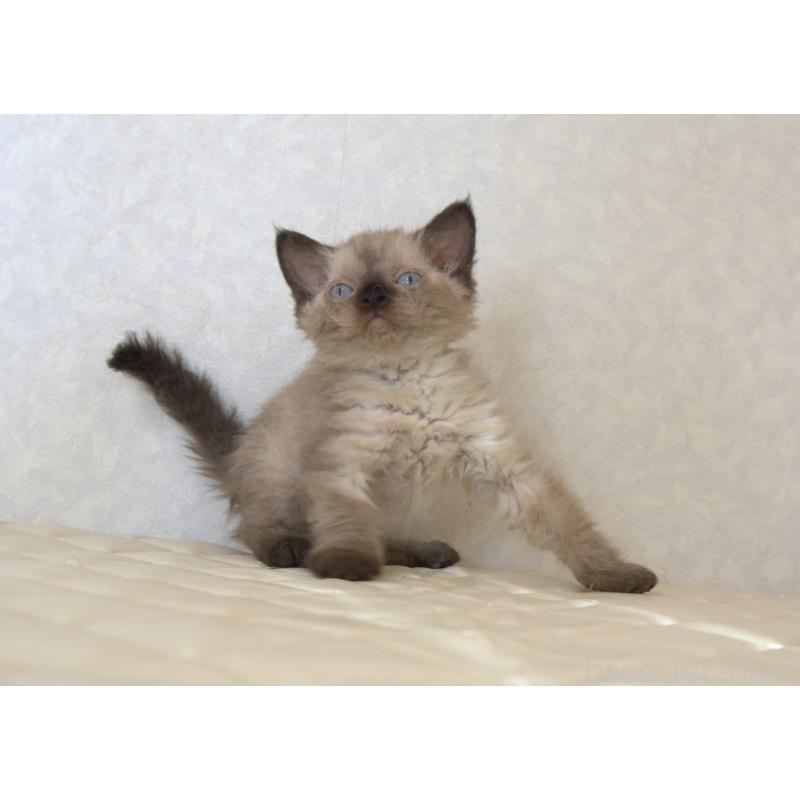 販売中の静岡県のセルカークレックス-129200の7枚目