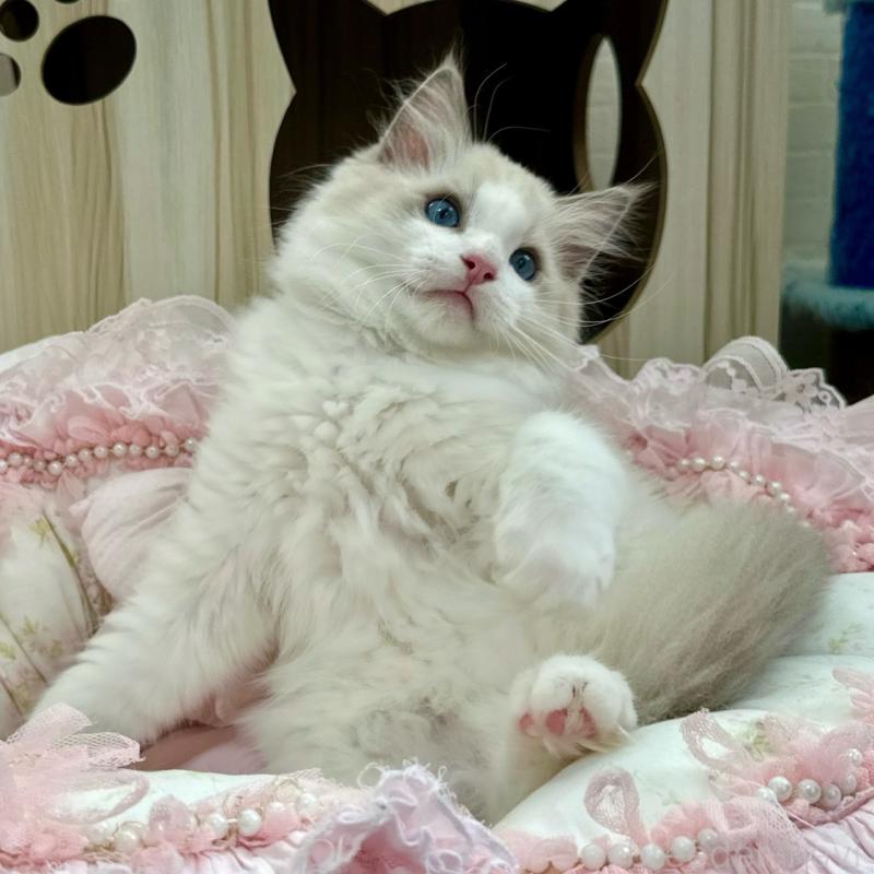 販売中の埼玉県のラグドール-131672の18枚目