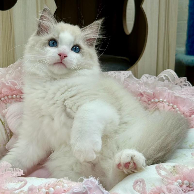 販売中の埼玉県のラグドール-131672の17枚目