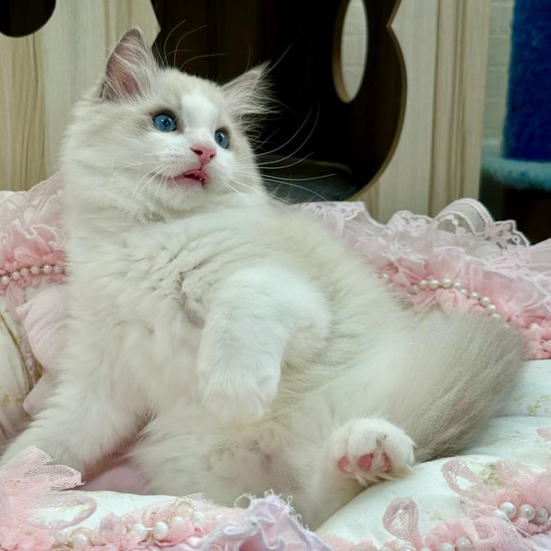 販売中の埼玉県のラグドール-131672の16枚目