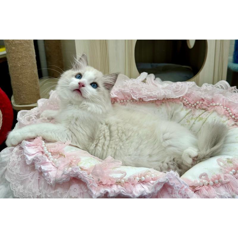 販売中の埼玉県のラグドール-131672の15枚目