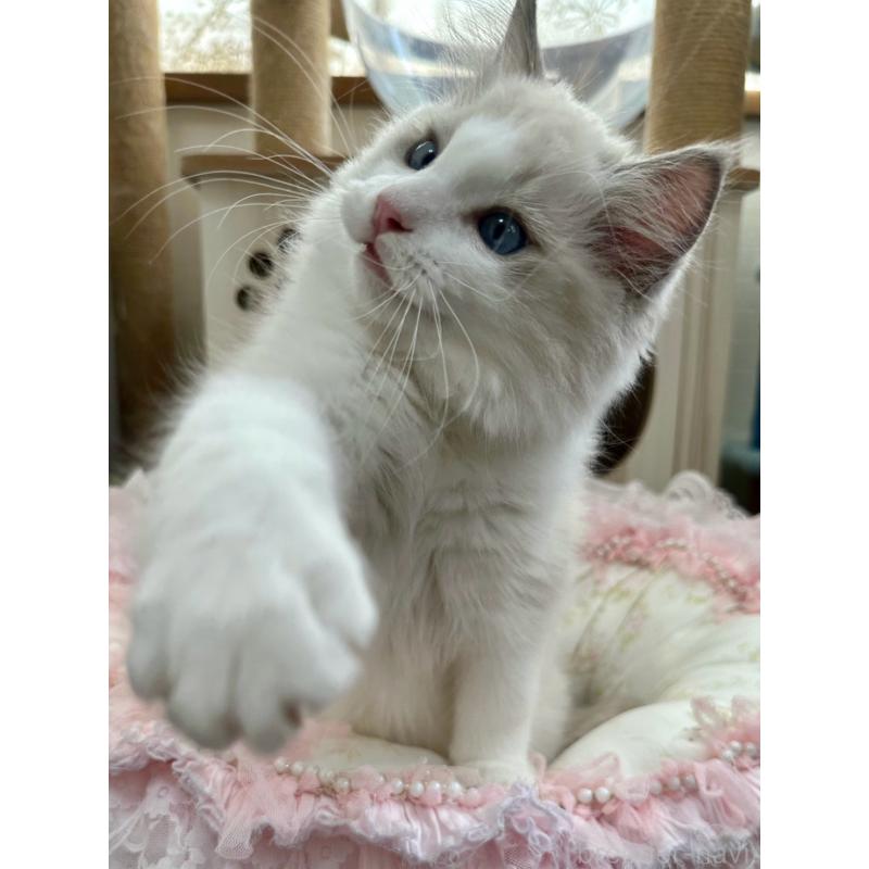 販売中の埼玉県のラグドール-131672の13枚目